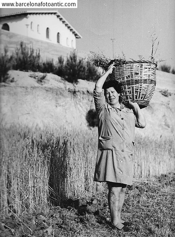 Farmer woman picking in the field