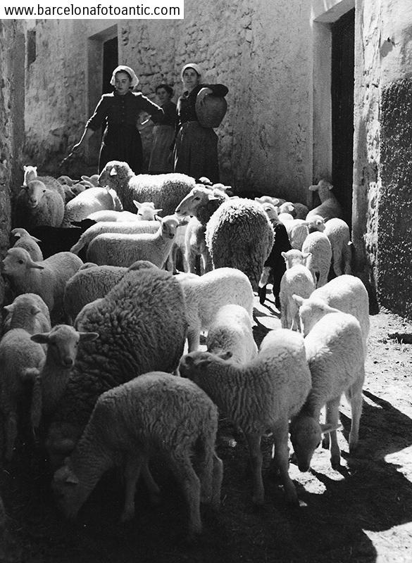 Rebaño de ovejas en Agreda
