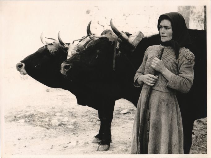 Shepherdess and steers in Pedraza