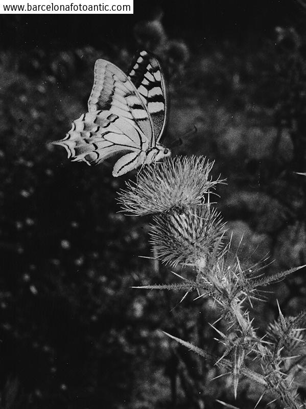 Butterfly, Papillio machaon L. 