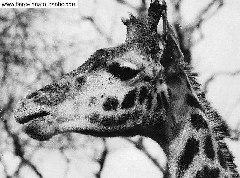 Girafa pensativa