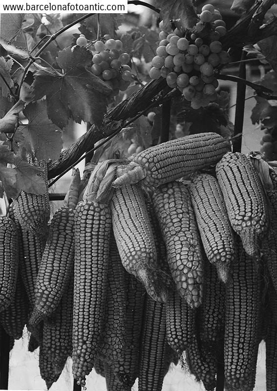 Clustered corncobs and grapes