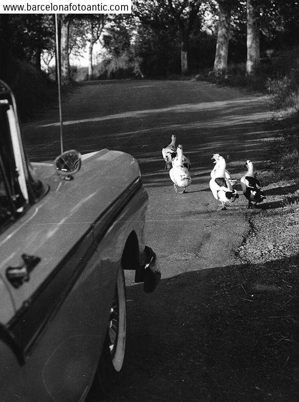 The geese on the road. Vic